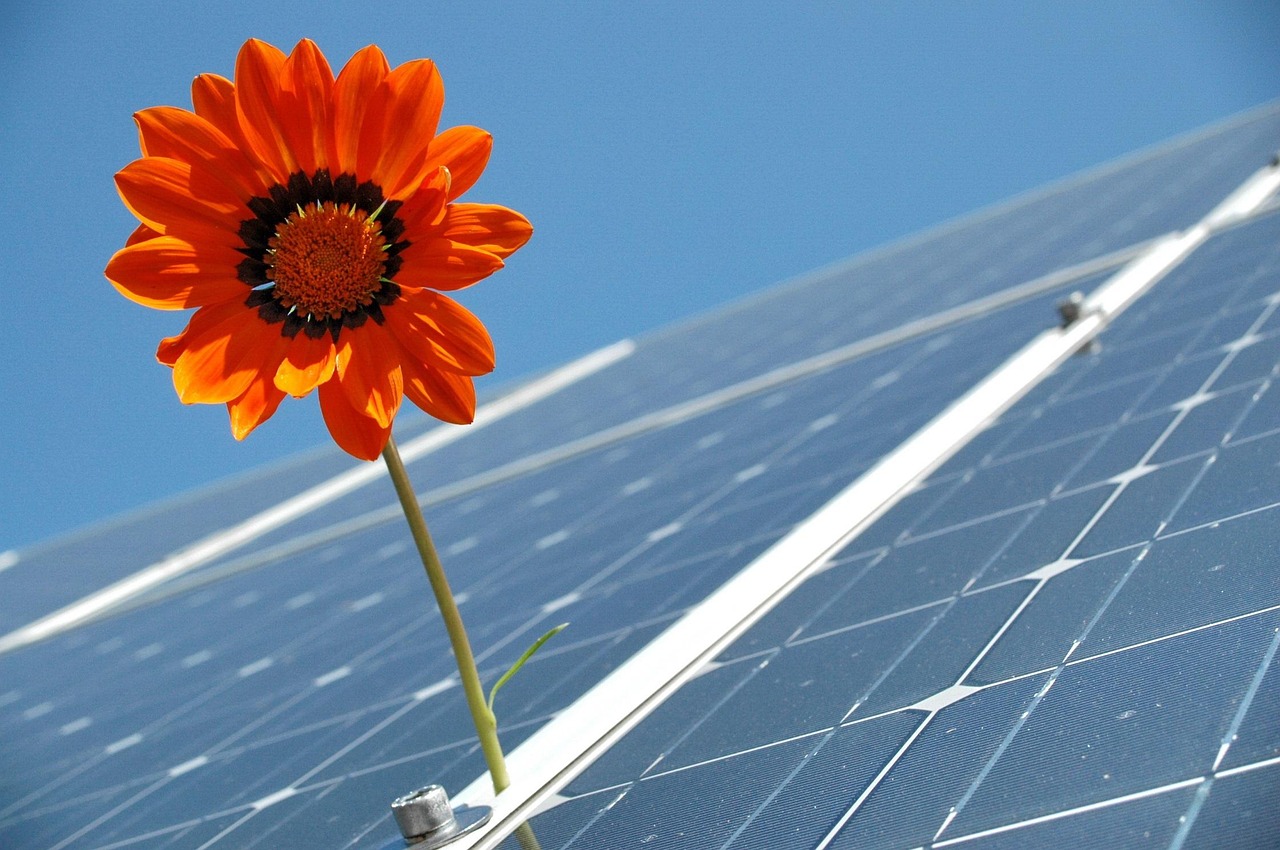 Toekomst energie, bloem bij zonnepanelen.